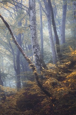 Обои лес, туман, forest, fog разрешение 2048x1300 Загрузить