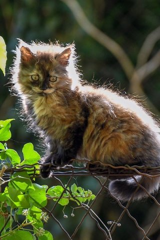 Обои листья, кошка, забор, котенок, пушистый, котейка, leaves, cat, the fence, kitty, fluffy разрешение 4000x2525 Загрузить