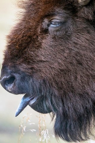 Обои морда, язык, голова, бизон, face, language, head, buffalo разрешение 4800x3200 Загрузить