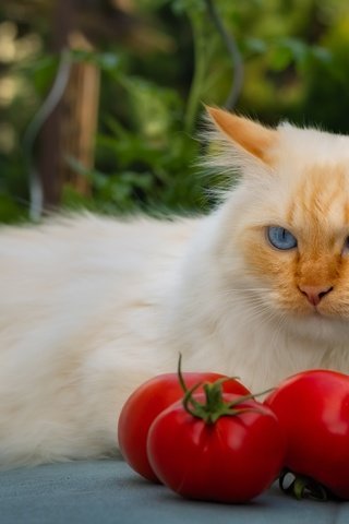 Обои морда, поза, кот, кошка, взгляд, лежит, рыжий, помидоры, face, pose, cat, look, lies, red, tomatoes разрешение 5880x4200 Загрузить