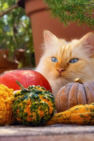 Обои морда, урожай, поза, голубые глаза, кот, рыжий, ветки, тыквы, кошка, взгляд, вазоны, осень, горшки, лежит, lies, face, harvest, pose, blue eyes, cat, red, branches, pumpkin, look, vases, autumn, pots разрешение 6000x4000 Загрузить