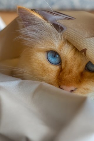 Обои морда, поза, портрет, кот, кошка, взгляд, голубые глаза, рыжий, складки, folds, face, pose, portrait, cat, look, blue eyes, red разрешение 6000x4000 Загрузить