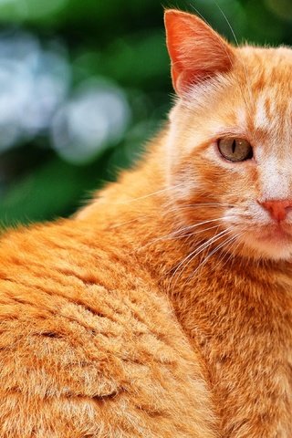 Обои морда, поза, портрет, кот, кошка, взгляд, рыжий, боке, face, pose, portrait, cat, look, red, bokeh разрешение 3840x2160 Загрузить