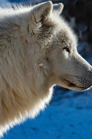 Обои морда, профиль, волк, face, profile, wolf разрешение 6143x4100 Загрузить