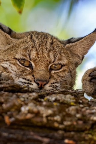 Обои морда, рысь, лапы, взгляд, дикая кошка, face, lynx, paws, look, wild cat разрешение 2048x1365 Загрузить