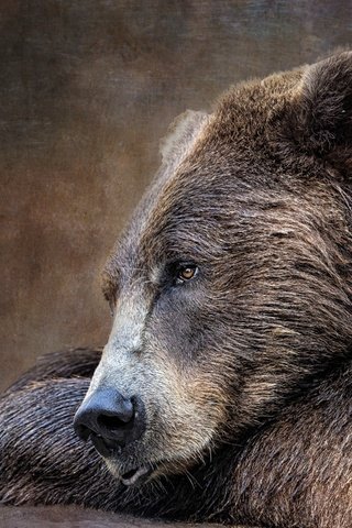 Обои морда, текстура, портрет, лапы, взгляд, медведь, лежит, бурый, face, texture, portrait, paws, look, bear, lies, brown разрешение 3840x2880 Загрузить