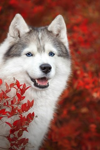 Обои морда, ветки, взгляд, осень, собака, хаски, боке, face, branches, look, autumn, dog, husky, bokeh разрешение 1920x1280 Загрузить