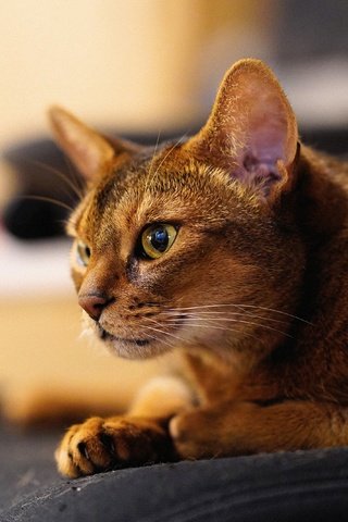 Обои мордочка, кошка, взгляд, абиссинская кошка, muzzle, cat, look, abyssinian cat разрешение 4000x2666 Загрузить