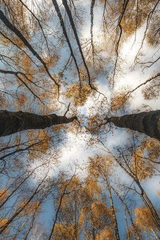 Обои небо, деревья, осень, the sky, trees, autumn разрешение 3840x2160 Загрузить