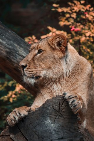 Обои осень, бревно, львица, autumn, log, lioness разрешение 3840x2560 Загрузить