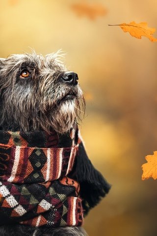 Обои осень, собака, шарф, autumn, dog, scarf разрешение 2048x1365 Загрузить