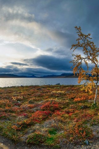 Обои озеро, осень, береза, деревце, финляндия, лапландия, lake, autumn, birch, tree, finland, lapland разрешение 3072x1728 Загрузить