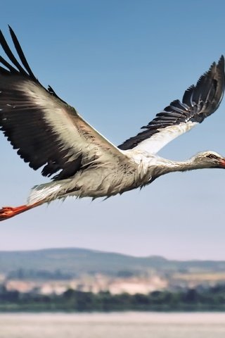 Обои полет, птица, аист, flight, bird, stork разрешение 3444x2260 Загрузить