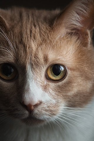 Обои портрет, мордочка, кошка, взгляд, темный фон, portrait, muzzle, cat, look, the dark background разрешение 1920x1280 Загрузить