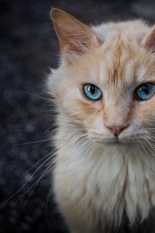 Обои поза, портрет, кот, кошка, взгляд, темный фон, мордашка, голубые глаза, рыжий, red, pose, portrait, cat, look, the dark background, face, blue eyes разрешение 2000x1386 Загрузить