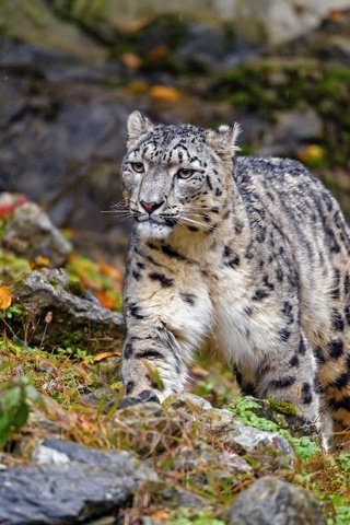 Обои природа, камни, осень, прогулка, снежный барс, ирбис, nature, stones, autumn, walk, snow leopard, irbis разрешение 2880x1920 Загрузить