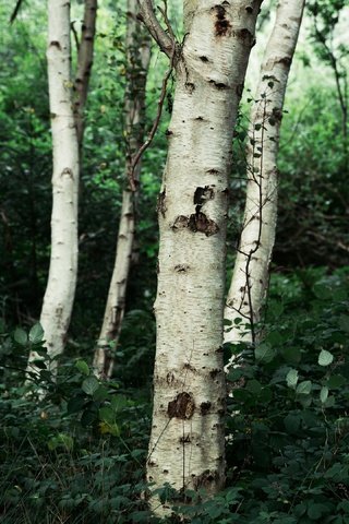 Обои природа, лес, березы, nature, forest, birch разрешение 3840x2160 Загрузить