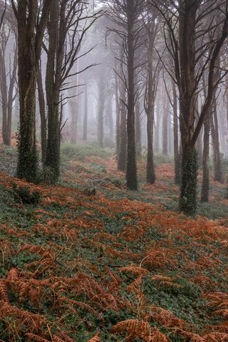 Обои природа, лес, осень, nature, forest, autumn разрешение 3840x2160 Загрузить