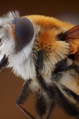 Обои природа, макро, пчела, nature, macro, bee разрешение 3199x2132 Загрузить
