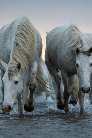 Обои природа, море, пара, белые, лошади, кони, nature, sea, pair, white, horse, horses разрешение 6144x3771 Загрузить