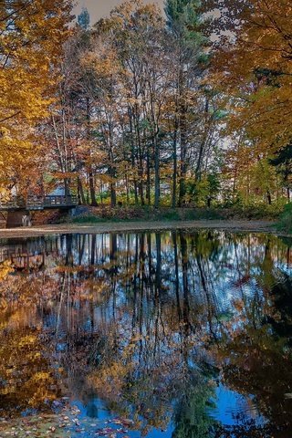 Обои деревья, природа, отражение, парк, мост, осень, trees, nature, reflection, park, bridge, autumn разрешение 2123x1329 Загрузить