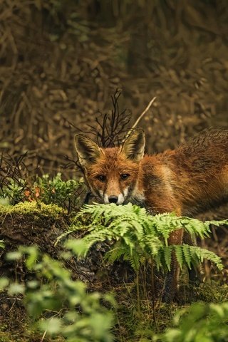 Обои природа, поза, взгляд, лиса, папоротник, заросли, боке, nature, pose, look, fox, fern, thickets, bokeh разрешение 3840x2560 Загрузить