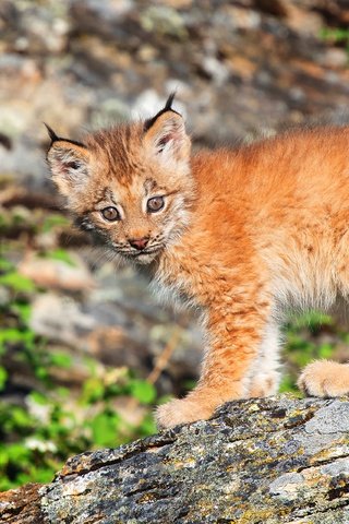 Обои природа, рысь, взгляд, малыш, детеныш, боке, рысёнок, nature, lynx, look, baby, cub, bokeh, a small lynx разрешение 3840x2560 Загрузить