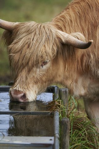 Обои природа, скот, пастбище, водопой, nature, cattle, pasture, drink разрешение 3840x2160 Загрузить