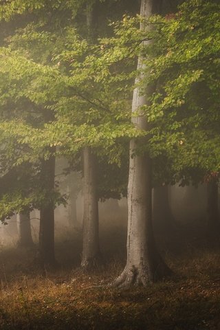 Обои природа, лес, туман, nature, forest, fog разрешение 2048x1152 Загрузить