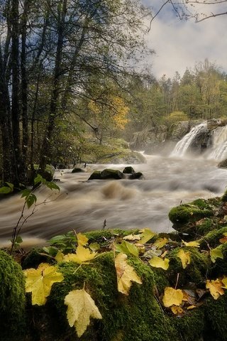 Обои река, лес, river, forest разрешение 3840x2160 Загрузить