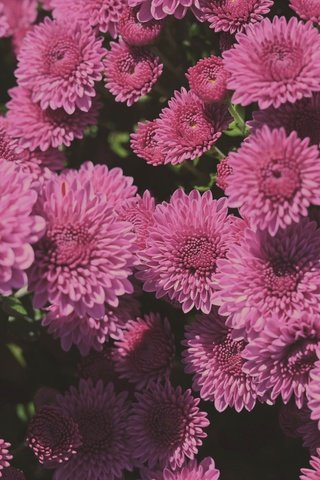 Обои цветы, лепестки, розовые, куст, много, хризантемы, flowers, petals, pink, bush, a lot, chrysanthemum разрешение 4903x3262 Загрузить