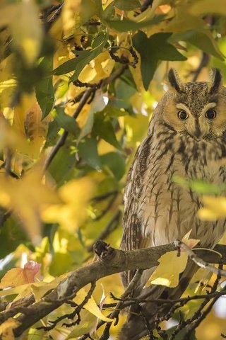 Обои сова, осень, птица, owl, autumn, bird разрешение 2048x1250 Загрузить