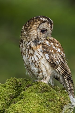Обои сова, птица, мох, зеленый фон, owl, bird, moss, green background разрешение 6048x4024 Загрузить