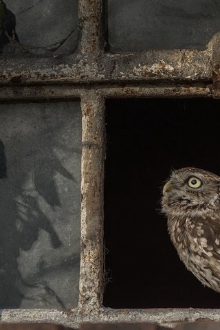 Обои сова, птица, окно, owl, bird, window разрешение 2048x1300 Загрузить