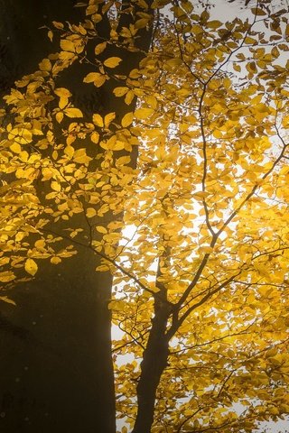 Обои свет, дерево, осень, light, tree, autumn разрешение 3053x1709 Загрузить