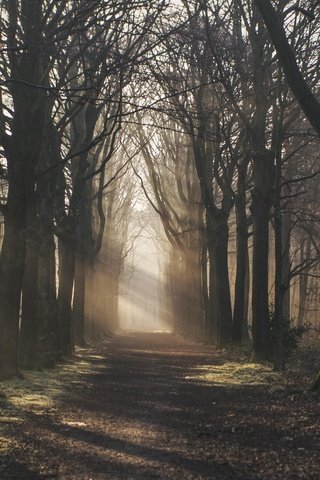 Обои свет, дорога, деревья, природа, лес, лучи, осень, light, road, trees, nature, forest, rays, autumn разрешение 5472x3078 Загрузить