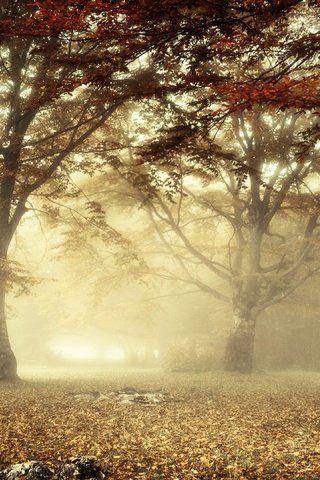 Обои свет, лес, утро, туман, ветки, листва, осень, light, forest, morning, fog, branches, foliage, autumn разрешение 3840x2160 Загрузить