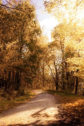 Обои свет, природа, лес, осень, light, nature, forest, autumn разрешение 2048x1152 Загрузить