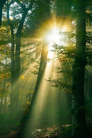 Обои свет, солнце, лес, лучи, light, the sun, forest, rays разрешение 3840x2160 Загрузить