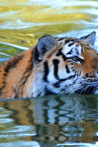 Обои тигр, морда, вода, взгляд, водоем, купание, плавание, tiger, face, water, look, pond, bathing, swimming разрешение 3840x2325 Загрузить