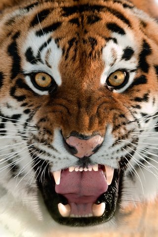 Скачать Обои Тигр, Животные, Tiger, Animals Разрешение 32480 #275444