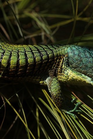 Обои трава, ящерица, темный фон, зеленая, рептилия, grass, lizard, the dark background, green, reptile разрешение 3840x2160 Загрузить