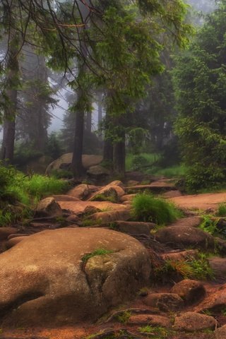 Обои трава, деревья, природа, камни, лес, туман, grass, trees, nature, stones, forest, fog разрешение 3000x1910 Загрузить