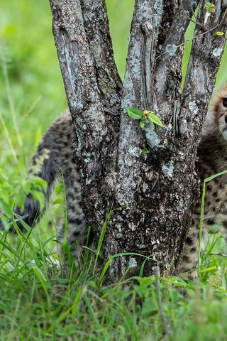 Обои трава, дерево, стволы, поляна, малыш, гепард, детеныш, grass, tree, trunks, glade, baby, cheetah, cub разрешение 2000x1334 Загрузить