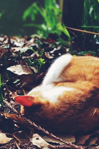 Обои трава, кот, спит, рыжий, grass, cat, sleeping, red разрешение 4608x3456 Загрузить