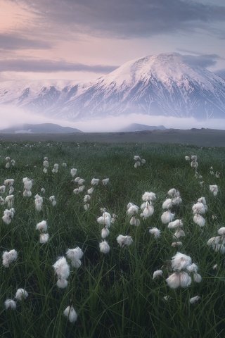 Обои трава, облака, природа, пейзаж, камчатка, луг, вулкан, пушица, grass, clouds, nature, landscape, kamchatka, meadow, the volcano, as cotton grass разрешение 2400x1599 Загрузить