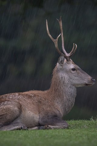 Обои трава, олень, лежит, поляна, профиль, дождь, ливень, grass, deer, lies, glade, profile, rain, the shower разрешение 2560x1706 Загрузить