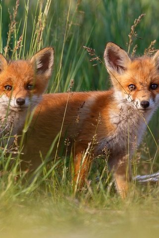 Обои трава, малыши, лисята, лисы, grass, kids, cubs, fox разрешение 2000x1333 Загрузить