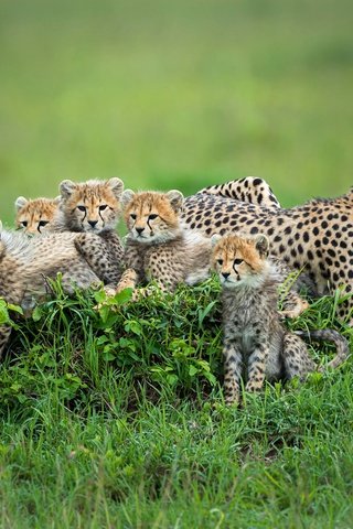 Обои трава, поляна, мама, малыши, котята, гепард, гепарды, детеныши, grass, glade, mom, kids, kittens, cheetah, cheetahs, cubs разрешение 2000x1333 Загрузить