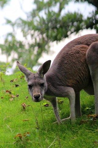 Обои трава, поза, кенгуру, grass, pose, kangaroo разрешение 2560x1707 Загрузить